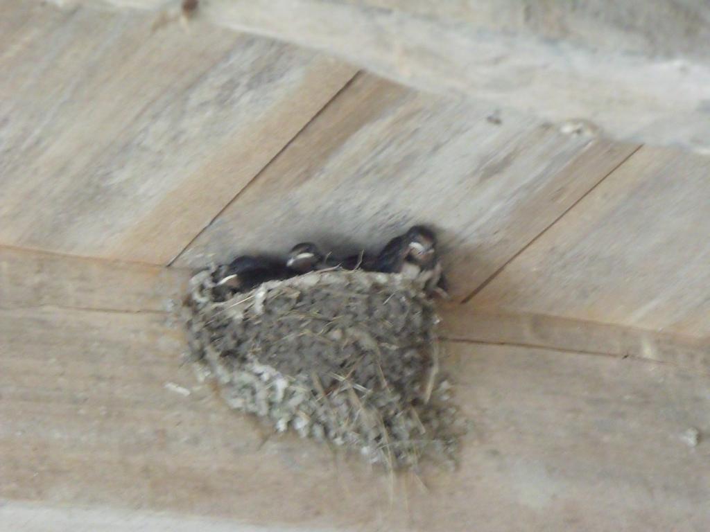Les Cygnes Noirs Bed & Breakfast Aujac  ภายนอก รูปภาพ